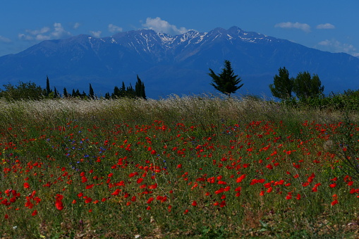 Poppy field with the Canigou in the background, surroundings of Garrieux, Pyrénées-Orientales