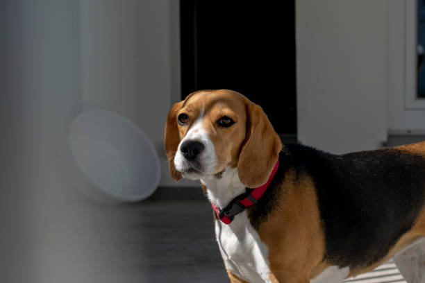 istock Beagle dog is in the shelter. 1399935717