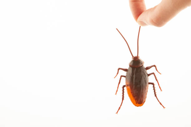 istock image of plastic beetle hand white background 1399935765
