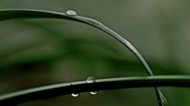 SUPER SLO MO Close-up two narrow leafs with water drops on it,water drips down on a leaf and flows down