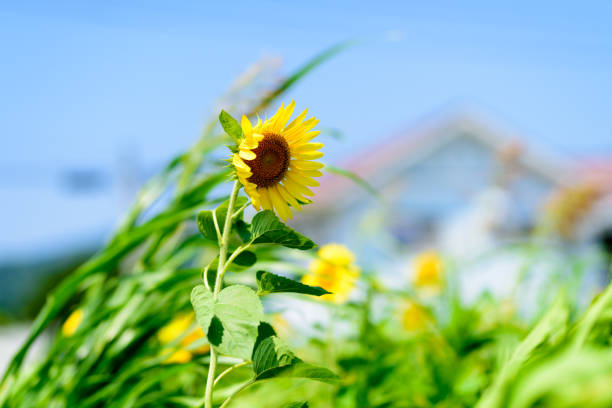 istock Blue sky and sunflower 1399936902