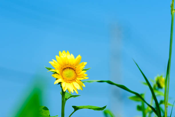 Sunflower up close background