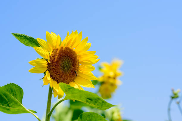 istock Blue sky and sunflower 1399936952