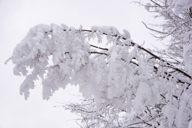 Winter season landscape with snow covered trees