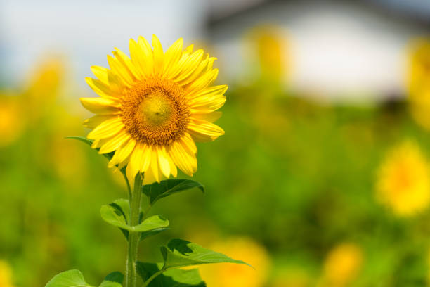 Beautiful sunflower field with sunflowers in full bloom