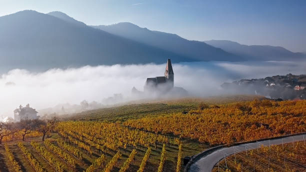 Aerial panorama of Weisenkirchen in der Wachau vineyards at autumn morning with fog over Danube river. Wachau valley, Austria Aerial panorama of Weissenkirchen, Wachau valley, Austria. durnstein stock pictures, royalty-free photos & images