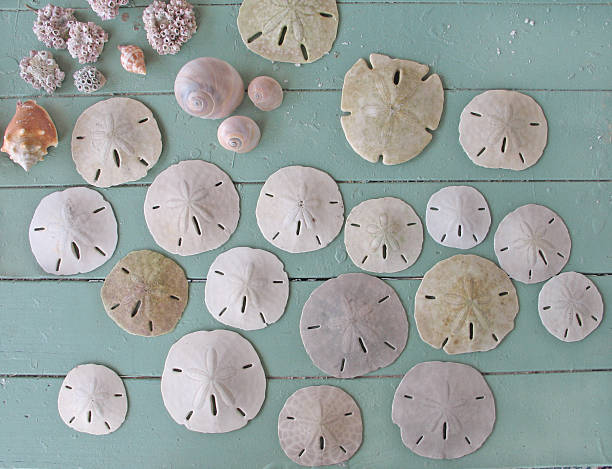 Collection of sand dollars stock photo