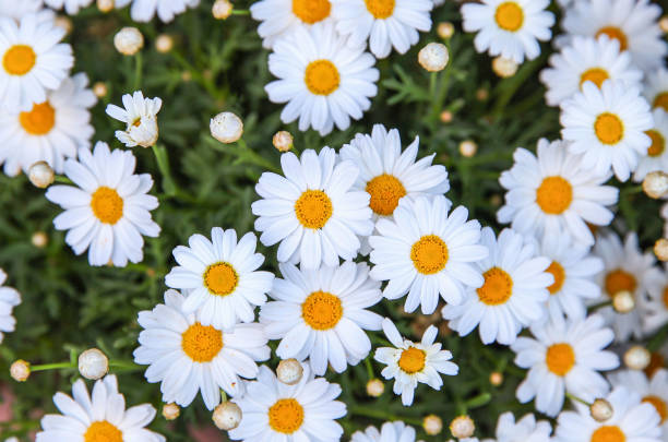 istock Daisies in a garden 1399939152