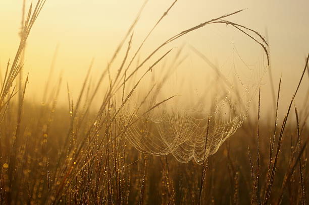 cobwebs at sunrise stock photo