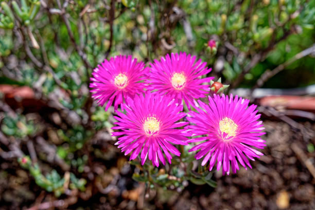 under the Sunlight violet color spring blossom