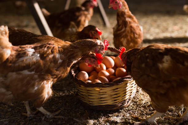 istock Chickens looking into basket with eggs in poultry house 1399939917