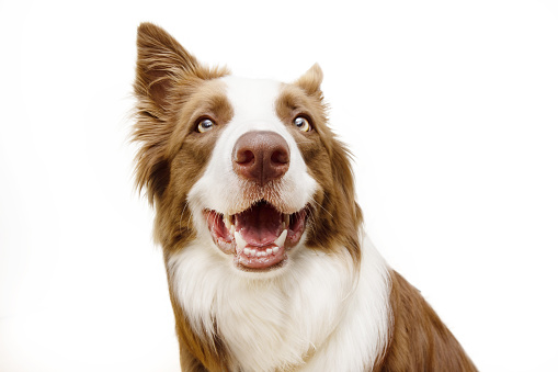 Happy brown border collie smiling and looking at camera. Isolated on white background