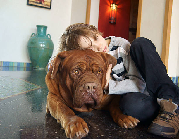 Perro de Burdeos y niño - foto de stock