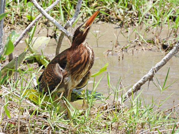 garça verde (butorides virescens) juvenil olhando para o céu - heron juvenile virescens water - fotografias e filmes do acervo