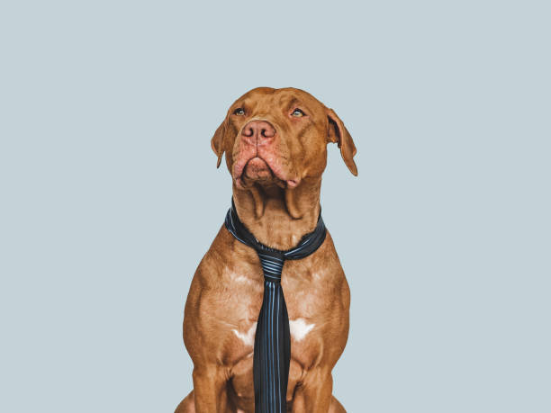 istock Lovable, pretty brown puppy and tie. Close-up 1399942250