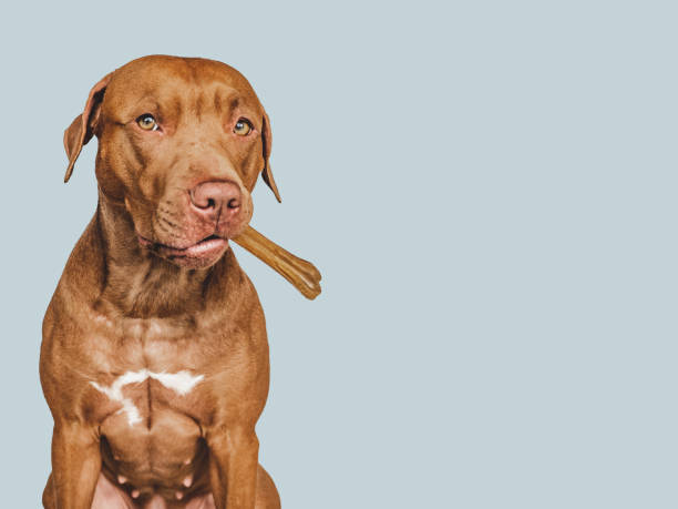istock Lovable, pretty brown puppy, holding a bone 1399943464