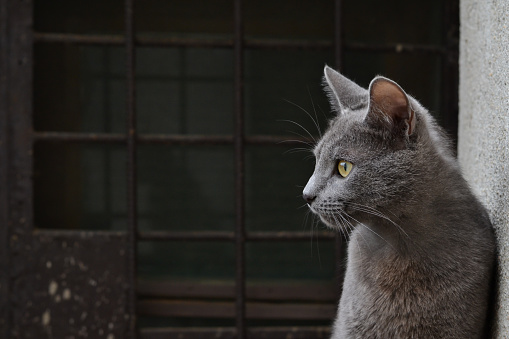 Photo of a Russian blue cat taken from the side on a dark background