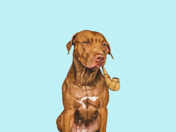 istock Lovable, pretty brown dog. Closeup, Isolated background 1399943654