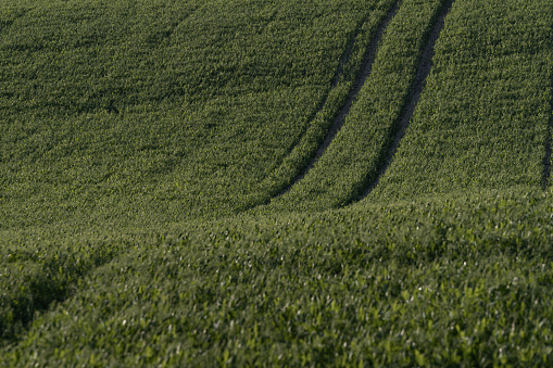 Tractor tire tracks on a freshly sown green field at sunset