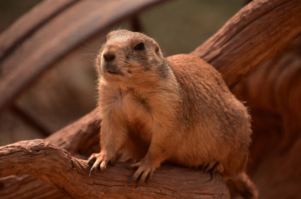 istock Adorable Black Tailed Prairie Dog Close Up 1399944704