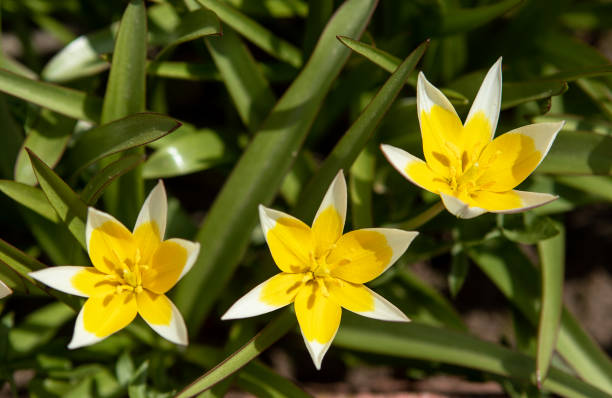 Yellow tulipa tarda dasystemon flowers in the garden in spring Yellow tulipa tarda dasystemon flowers in the garden in spring tulipa tarda stock pictures, royalty-free photos & images