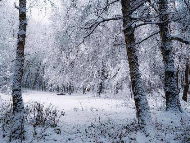 istock Cold winter forest with snow and hoarfrost 1399945049
