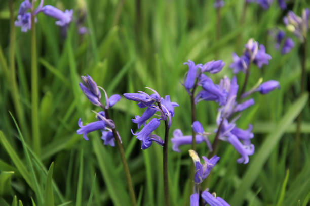 istock A view of some Bluebells 1399945592