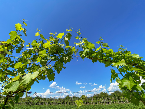 View Trough Vine Plants that Build a Natural Frame on the Photograph Blue Sky Part for Copy Space. Vineyard in the Background Extend Over Horizon.