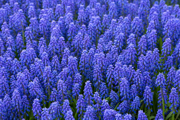 Many Blue muscari bloom in the park in spring. Gardening, landscape design Many Blue muscari bloom in the park in spring. Gardening, landscape design grape hyacinth stock pictures, royalty-free photos & images