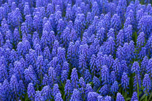 Many Blue muscari bloom in the park in spring. Gardening, landscape design