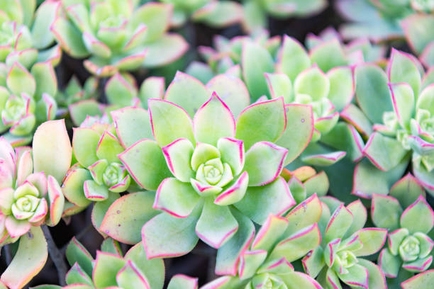 istock Common houseleek succulent leaves in rosette cacti background 1399946236