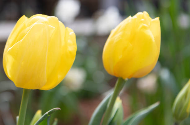 istock fresh tulip flower yellow color with copy space 1399946771