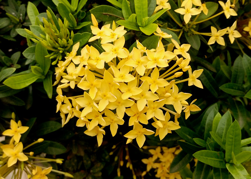 Blooming yellow ixora flowers