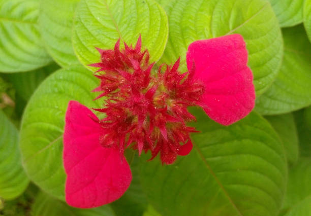 Red velvet leaves of Mussaenda erythrophylla flower close-up of red leaves of Mussaenda erythrophylla flower, also known as tropical dogwood plant, Prophet’s Tears mussaenda stock pictures, royalty-free photos & images