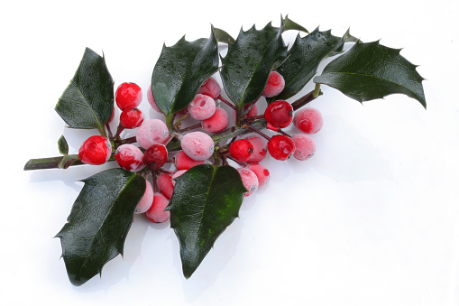A sprig of frosted  holly with lots of berries isolated on white