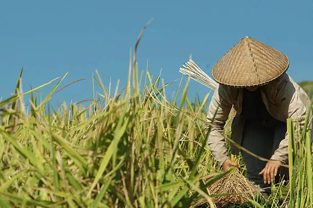 Photo of Rice famer