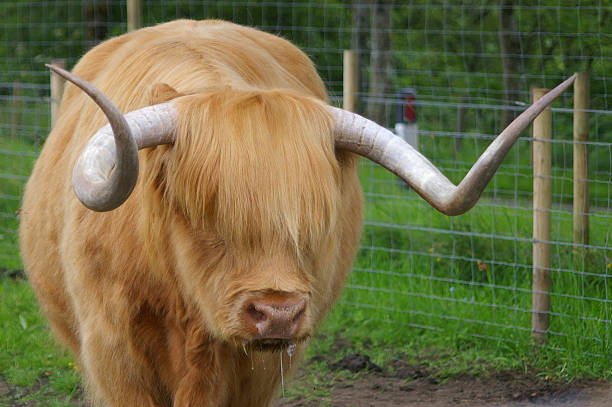 highland cattle stock photo