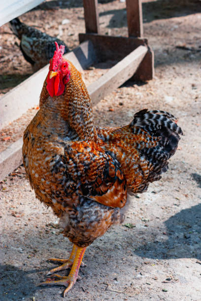 istock Roosterr or cock close-up on a courtyard background 1399947860