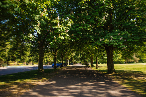 Spring scene with treelined avenue in Greenwich park