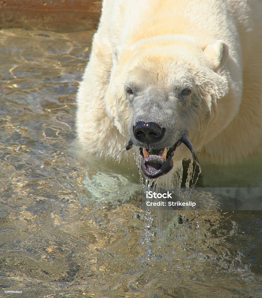 Niedźwiedź polarny Przekąska - Zbiór zdjęć royalty-free (Arktyka)