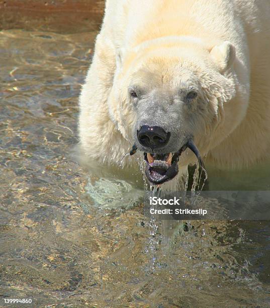 Niedźwiedź Polarny Przekąska - zdjęcia stockowe i więcej obrazów Arktyka - Arktyka, Fotografika, Jedzenie