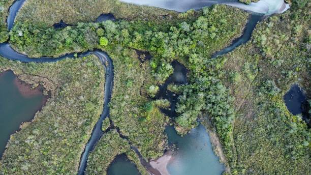 istock Mangrove created by the Vale dam river - Minerio Doutor Dam 1399949029