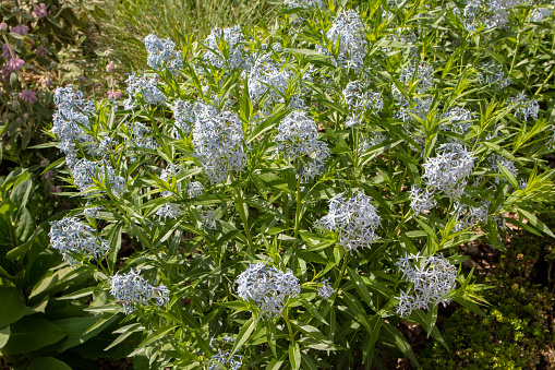Amsonia tabernaemontana or Blue star or Eastern bluestar plant with pale blue star-shaped flowers
