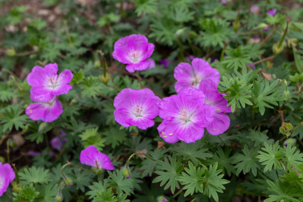 istock Pink geranium or cranesbill flowers closeup 1399949193