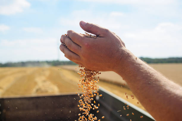 istock Farmer holds wheat grain in his hands 1399949218