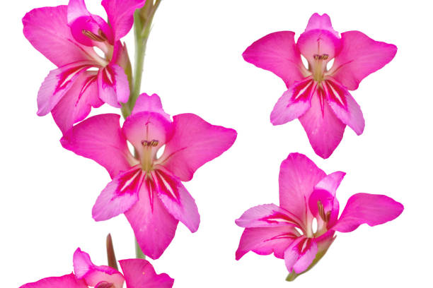 gladiolus communis o gladiolo oriental o flores rosadas comunes de bandera de maíz - gladiolus flower white isolated fotografías e imágenes de stock