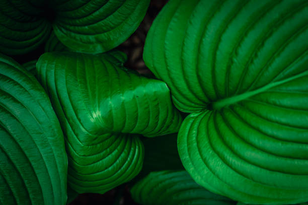 Beautiful green green leaves. Leaves texture