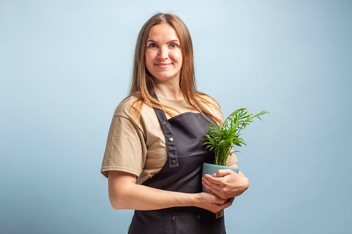 Brunette woman gardener holds pot with a plants in studio blue background. Plant care and home gardening.