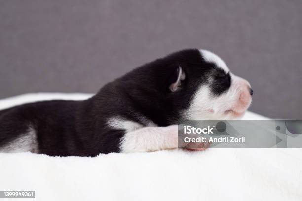 Siberian Husky Puppy Sleeps On A White Blanket On The Bed Newborn Puppy Sleeping Stock Photo - Download Image Now