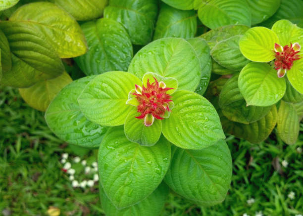 Leaves of the Mussaenda erythrophylla shrub The signature red leaves of this mussaenda plant are still quite small. Its green leaves look lush. mussaenda stock pictures, royalty-free photos & images